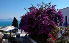 Hotel-Dar-Saïd-Sidi-Bou-Saïd-Tunisie-arbre-en-fleurs